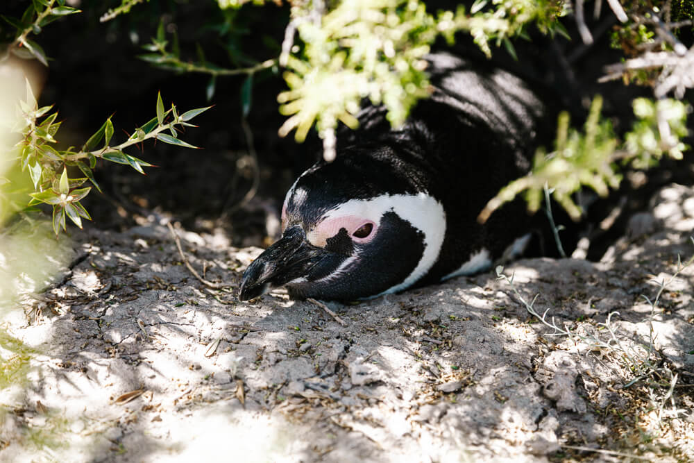 Pinguïns bij Punta Tombo in Argentinie.