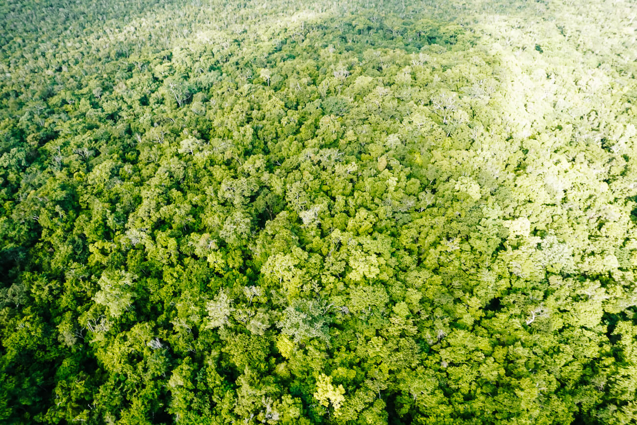 uitzicht op jungle tijdens de El Mirador Guatemala helicopter tour