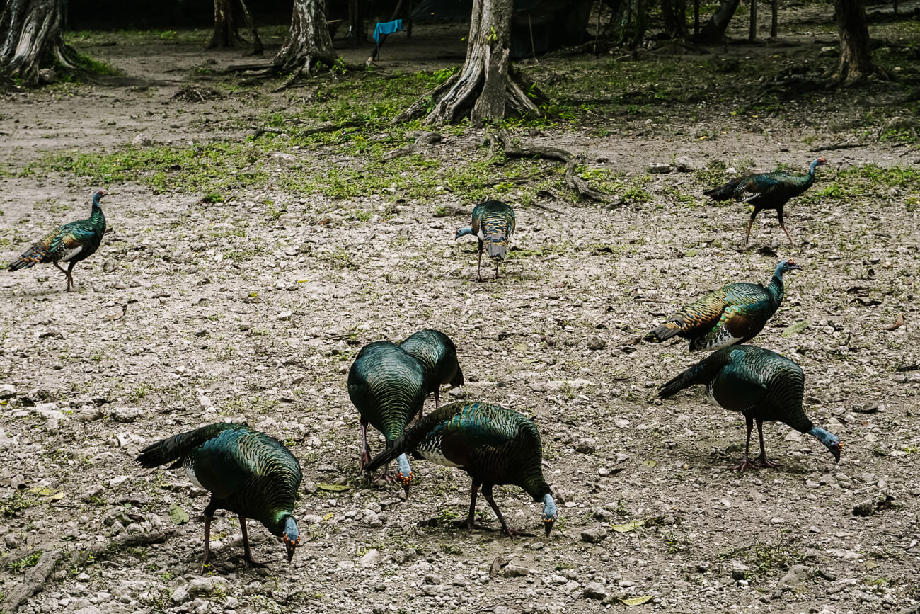 vogels (great currasow)op de campsite van El mirador Guatemala