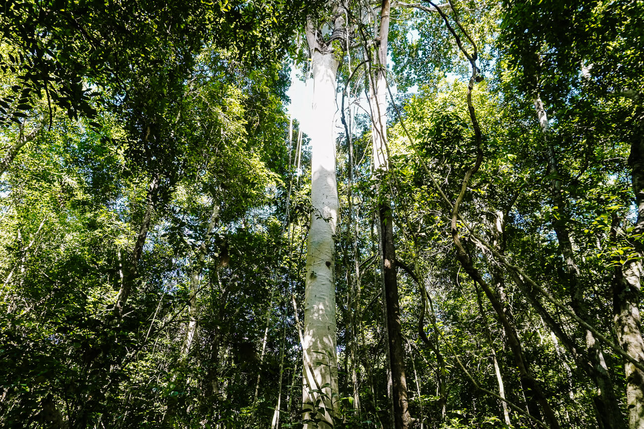 jungle in Guatemala