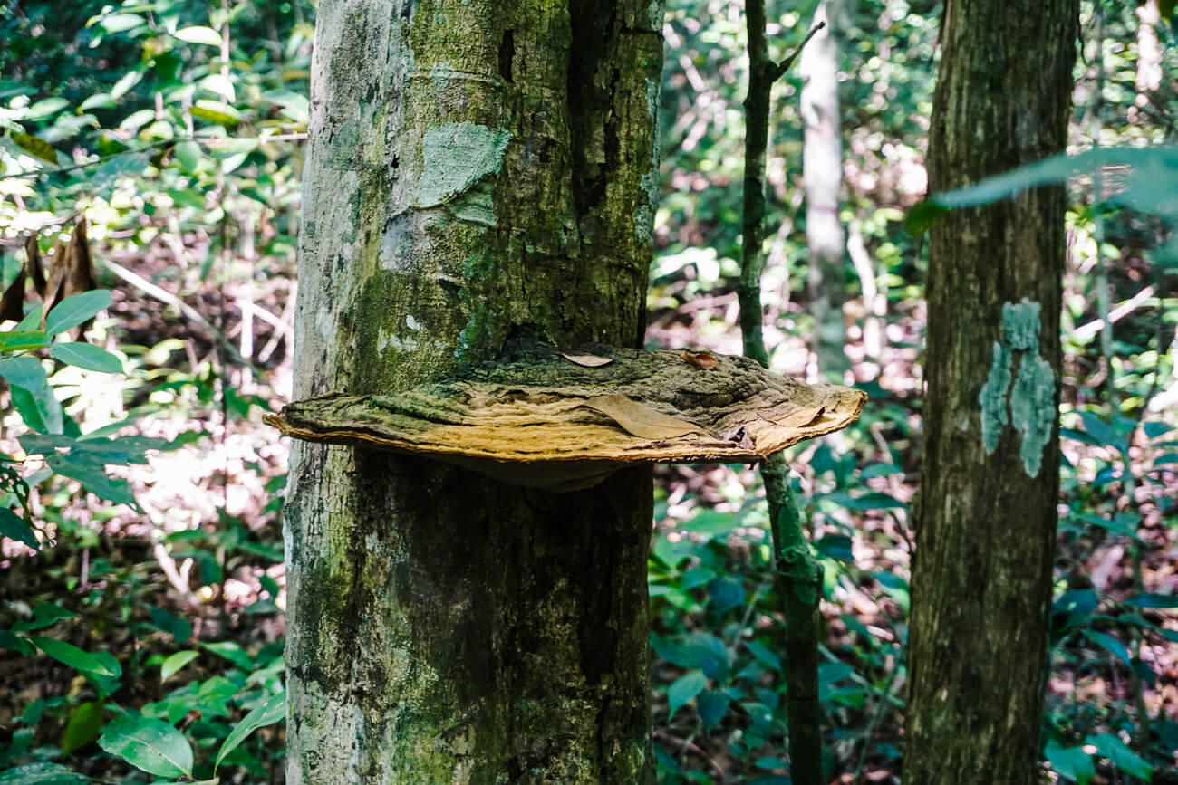 paddestoel tijdens de El Mirador Guatemala trek