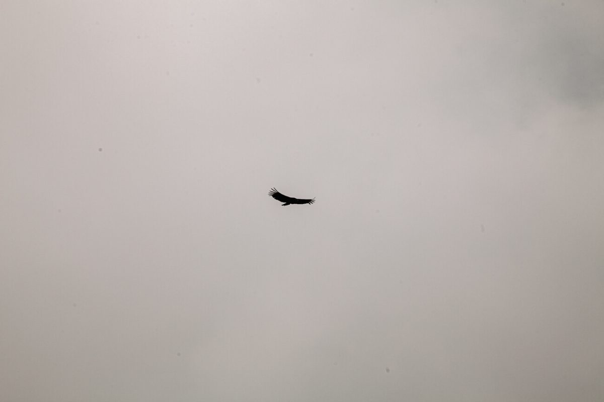 vliegende andes condor in Colombia