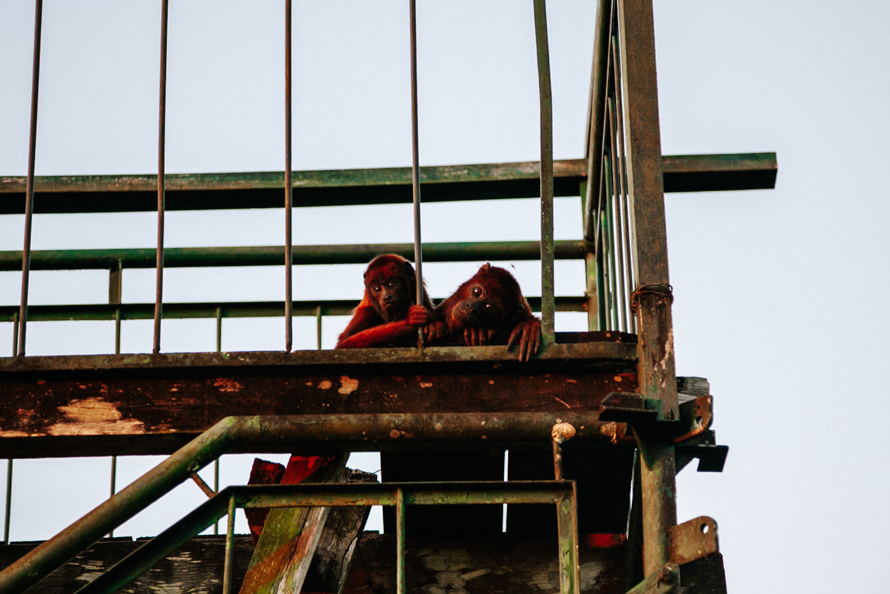 apen op el mirador bij Posada Amazonas - jungle lodge Tambopata Peru