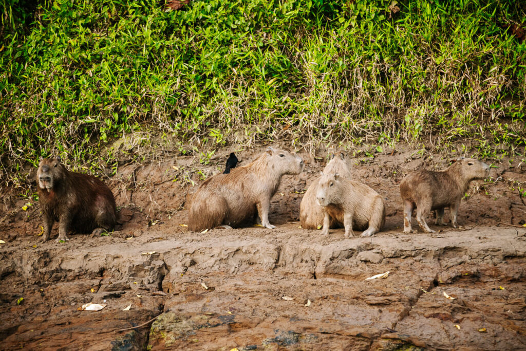 capibara's in de amazone van Peru