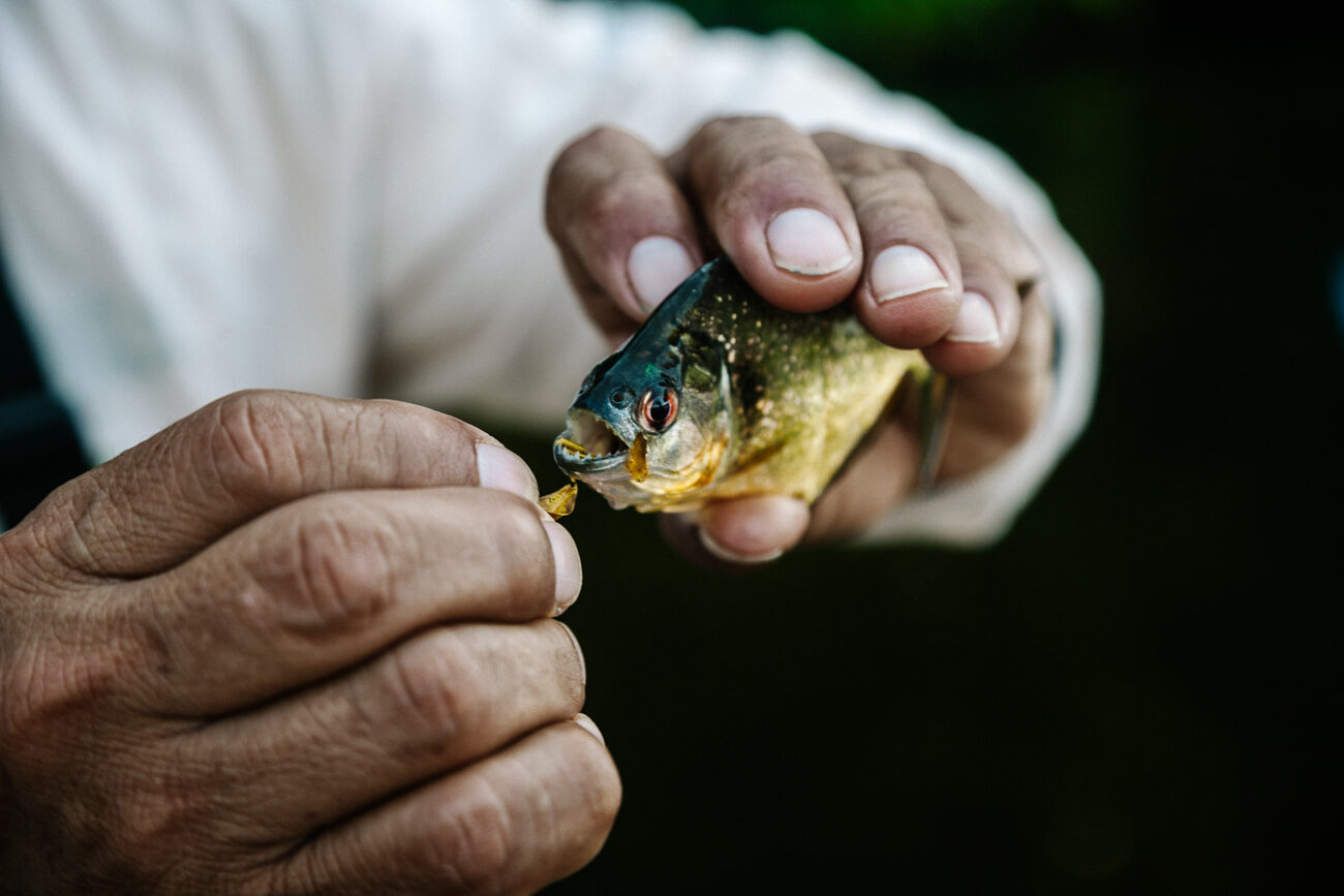 gids Luis van Rainforest Expeditions laat tanden van piranha zien