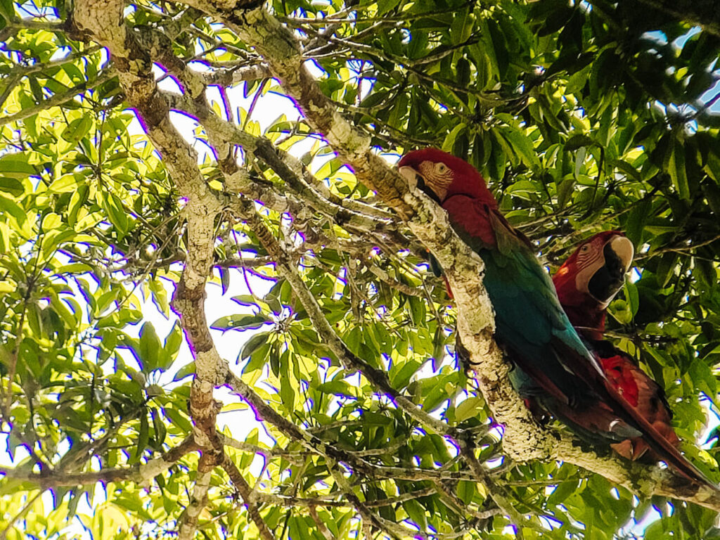 gekleurde ara's in amazone van Peru