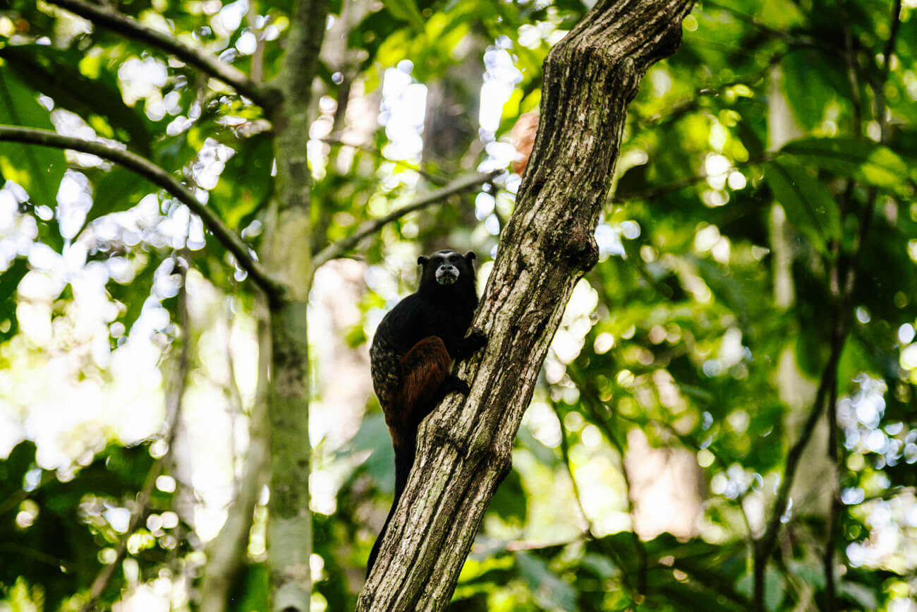 Tamarin klauwaapje in Tambopata Nationaal Park in de Amazone van Peru.