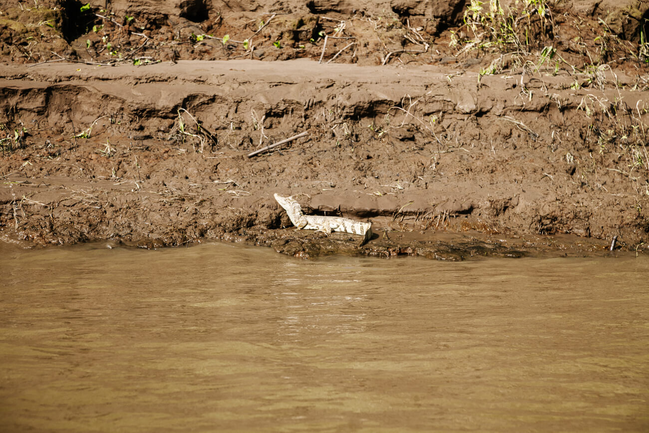 Kaaiman ligt te zonnen aan oever van Tambopata rivier.