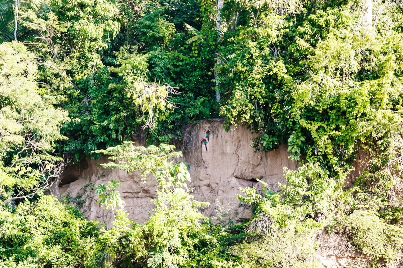 claylick in Tambopata Peru - een plek waar talloze papegaaien samen komen om klei te likken.