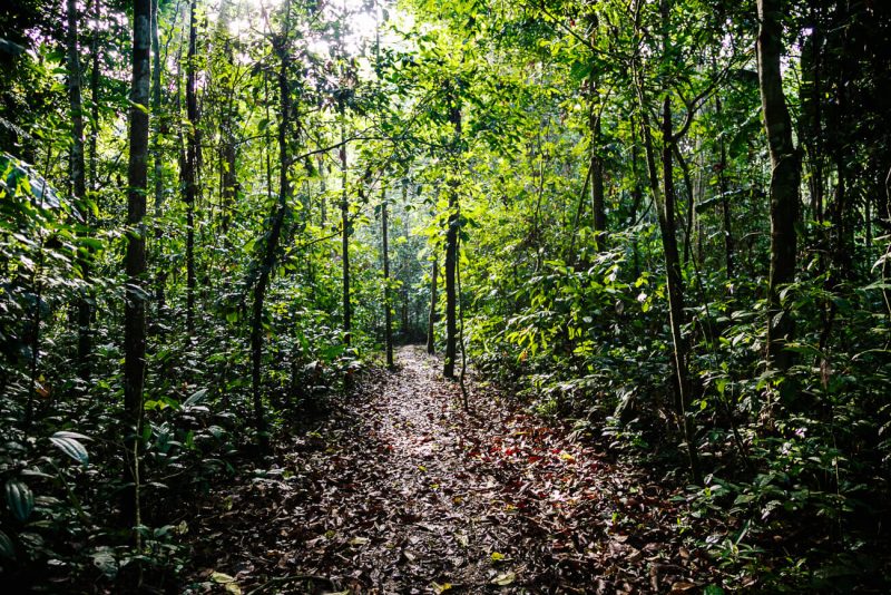 Wandelpad richting Rainforest Expeditions jungle lodge in Tambopata Peru!