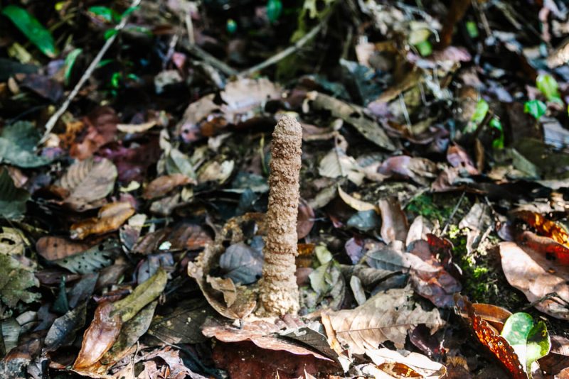 bijzondere creatie in de jungle ontstaan door insecten