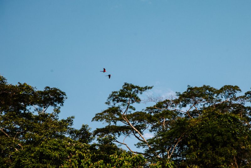 vogels in Tambopata Peru