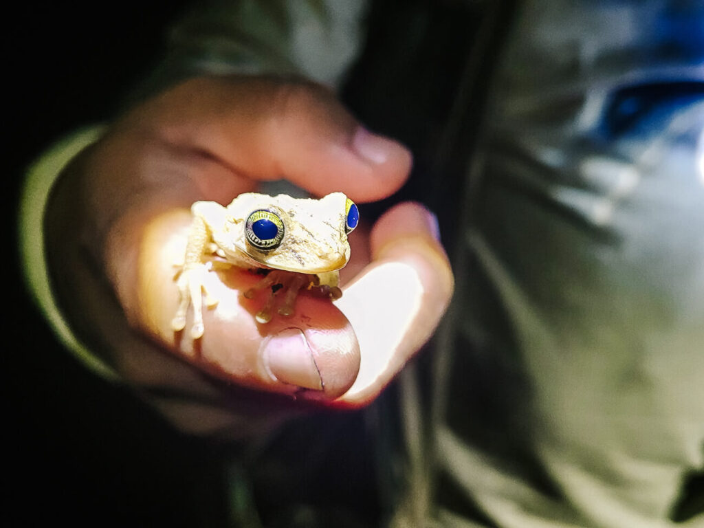 gids van Rainforest Expeditions met kikker bij Tambopata Research Center