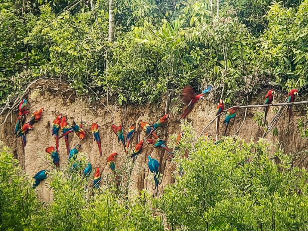 Vanaf Sacha lodge is het ongeveer een uurtje varen richting de clay lick die deel uitmaakt van het Yasuní Nationaal Park in Ecuador. 