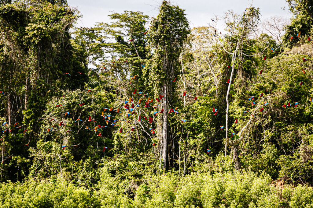 Vanaf Sacha lodge is het ongeveer een uurtje varen richting de clay lick die deel uitmaakt van het Yasuní Nationaal Park in Ecuador. 