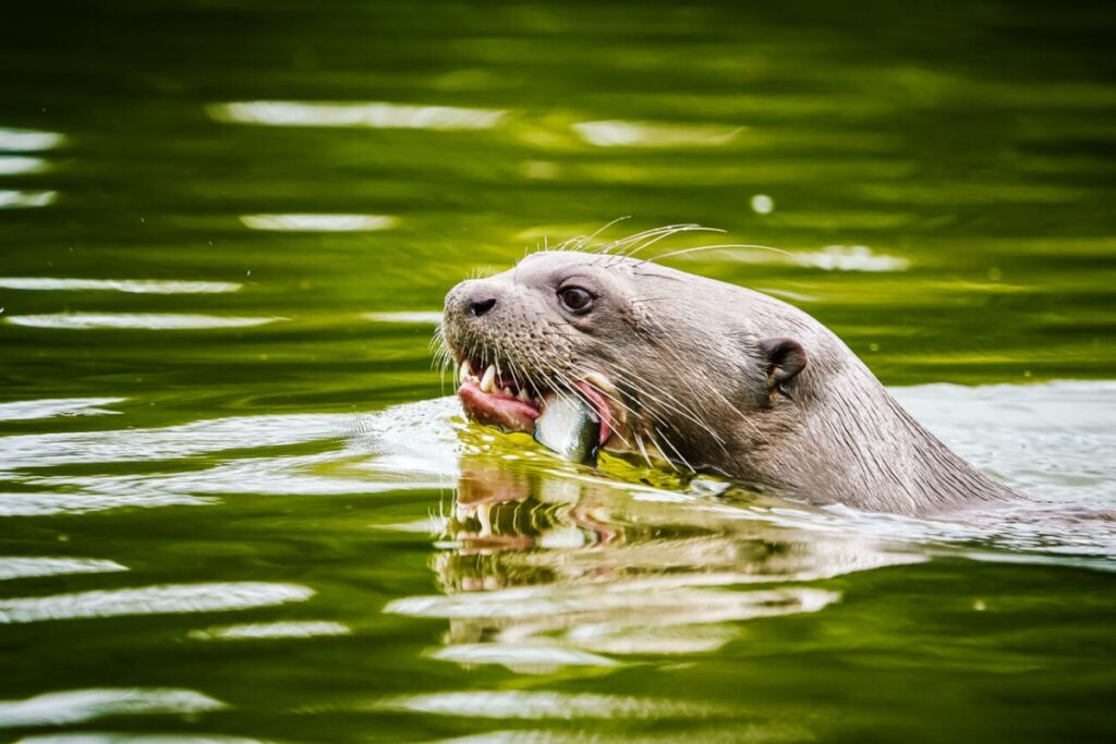 reuzenotter die zwemt in Oxbow lake