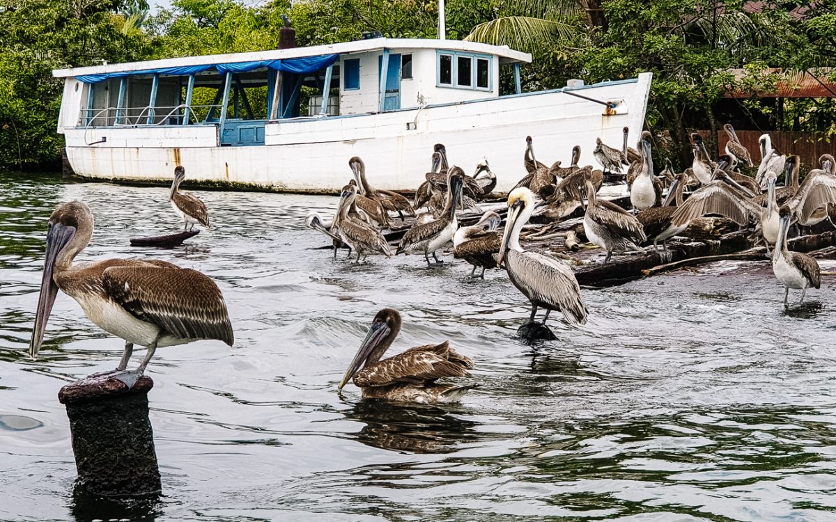 Pelicans in Livingston Guatemala.