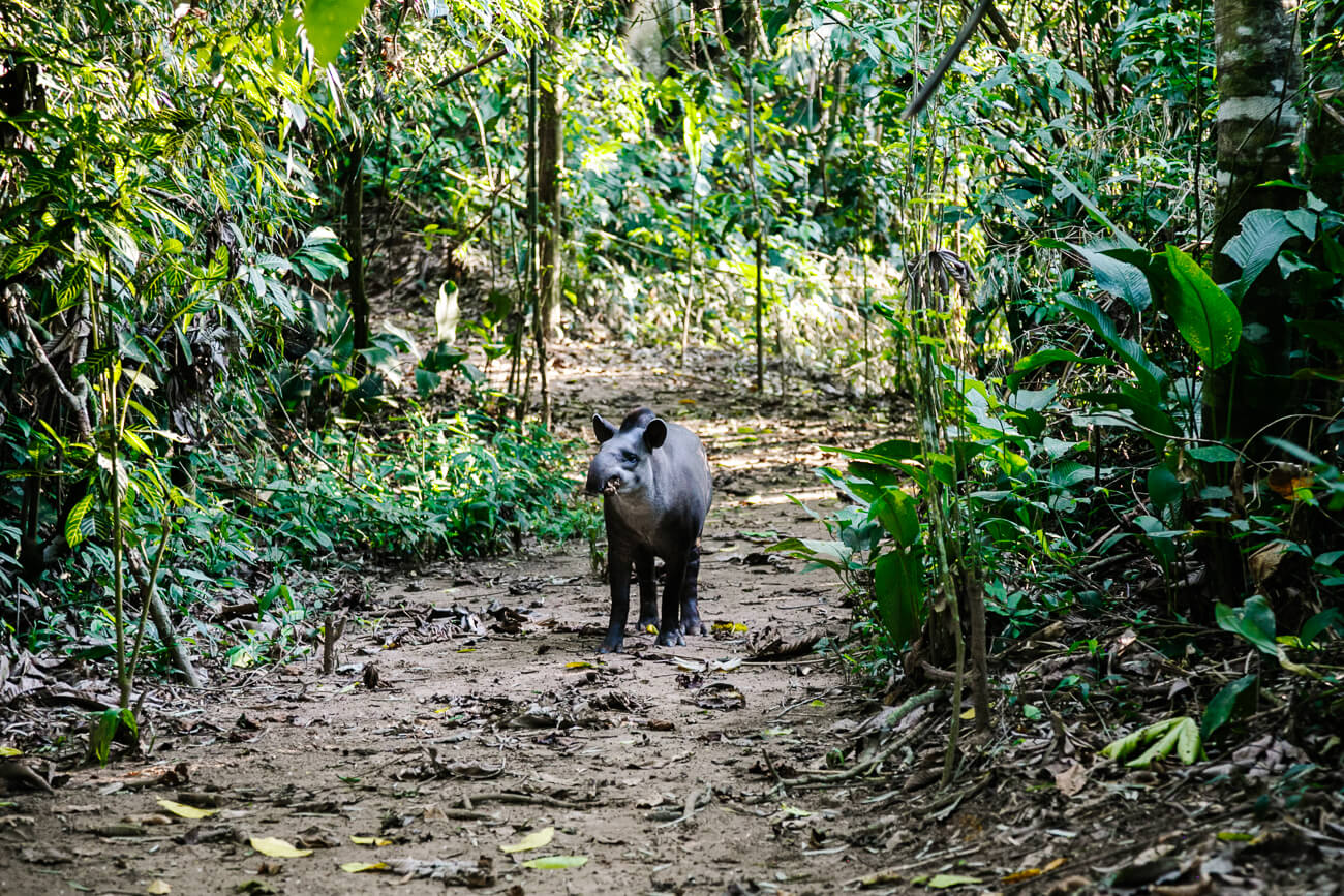 tapir in Tambopata Peru