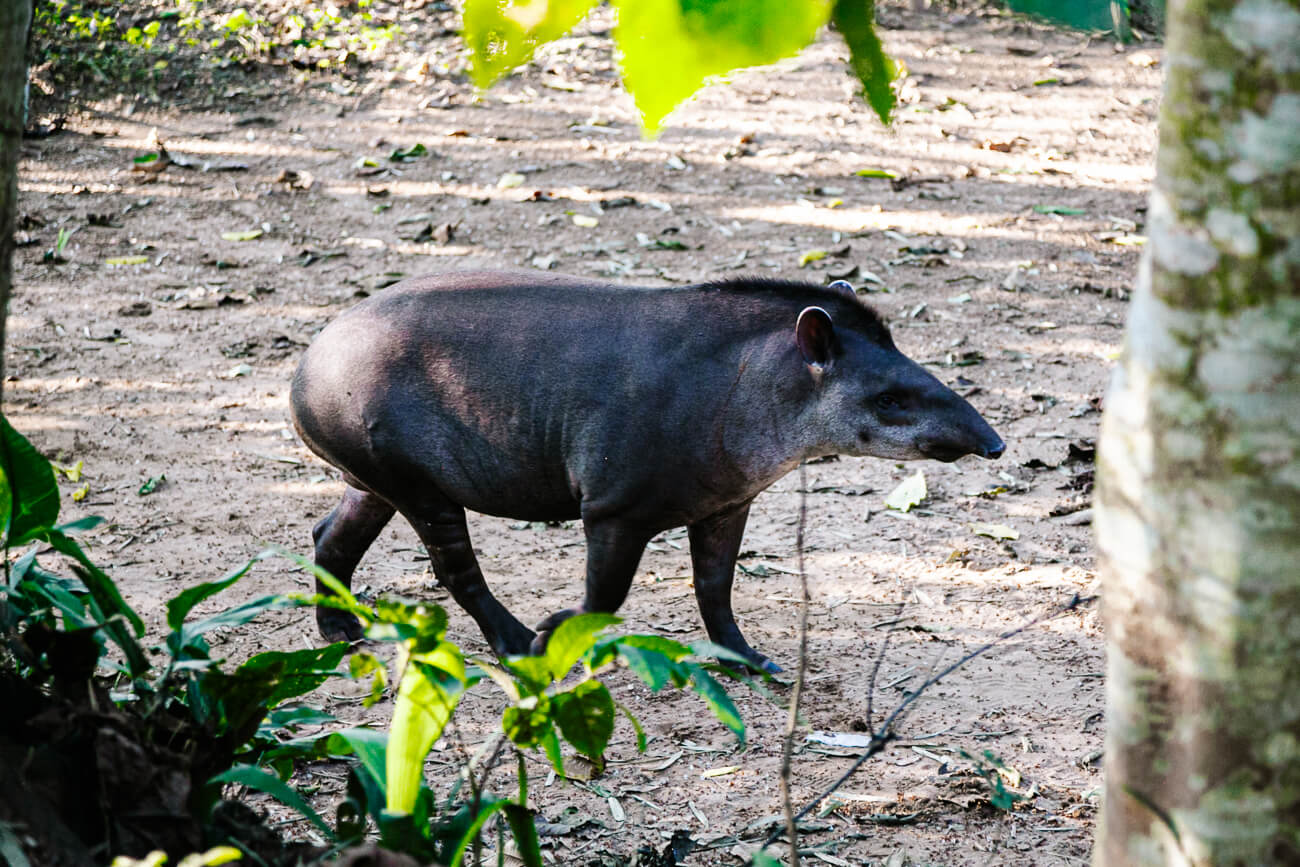 tapir in Amazone Peru