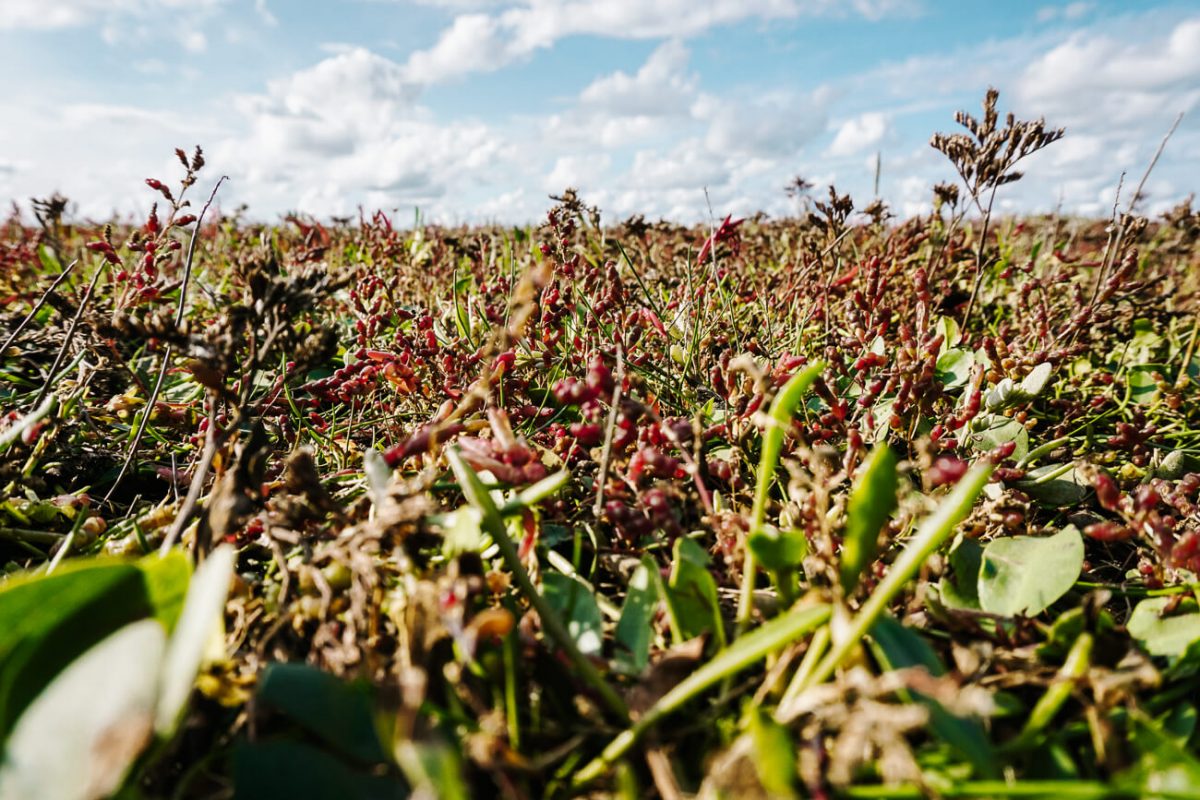 Texel activiteiten | wandelen in de slufter