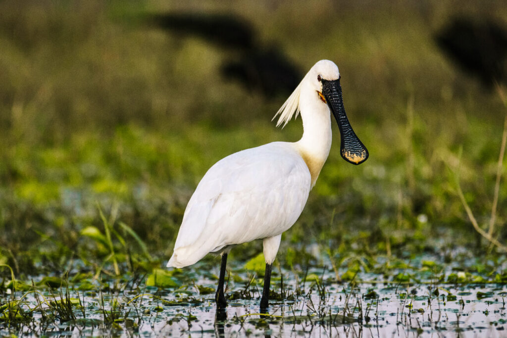 vogels spotten op Texel