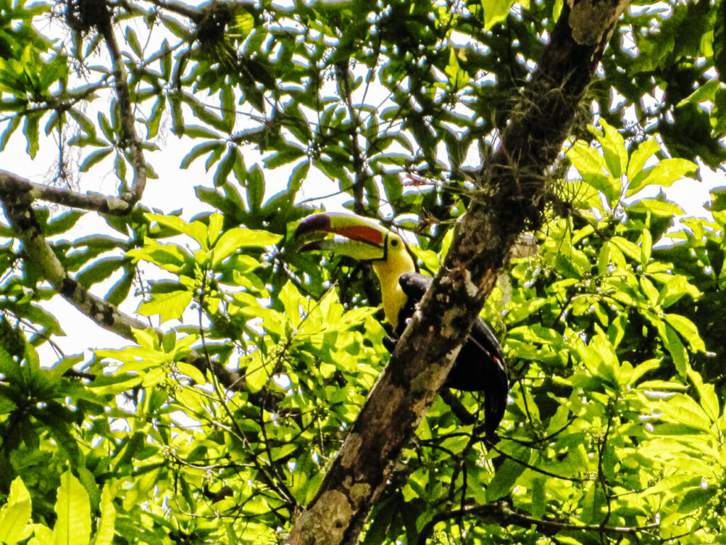 Toekan in Tikal in Guatemala.