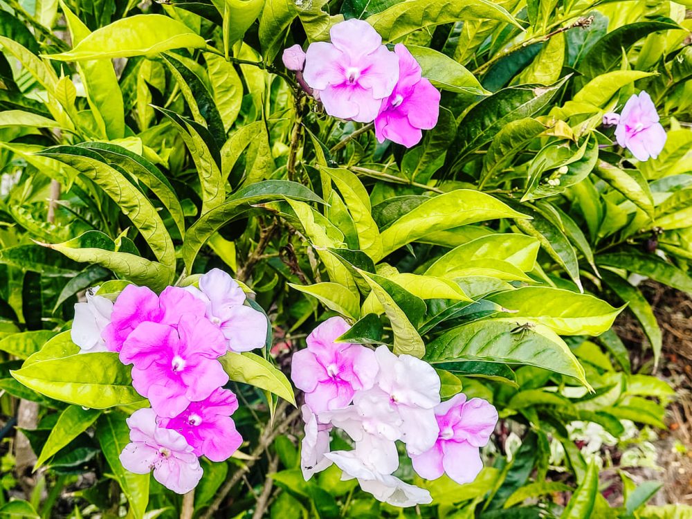 pink flowers around Minca