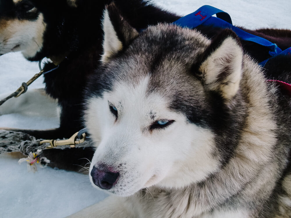 Een tocht met de husky honden is een van de top bezienswaardigheden in de winter in Ushuaia Argentina.