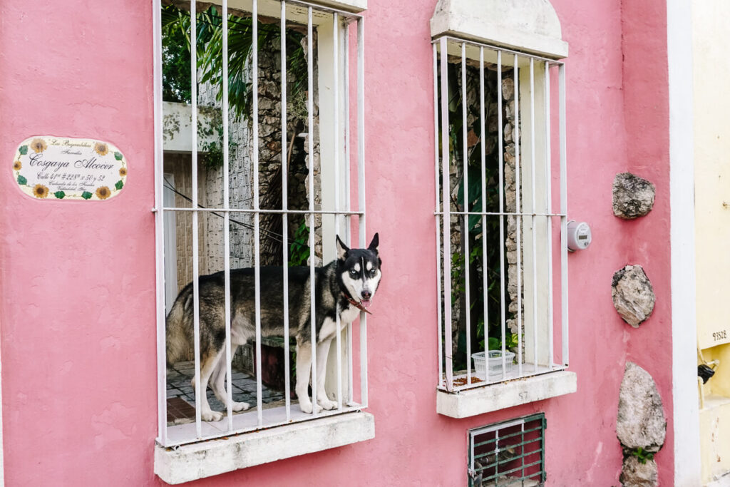 Hond in roze huis Valladolid.